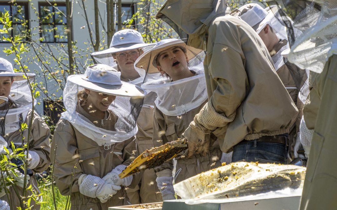Es summt und brummt im Schulbetrieb