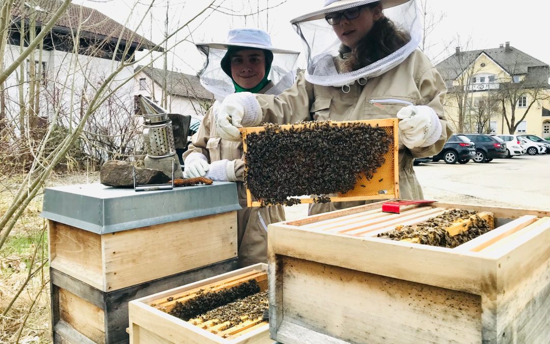 Zwei neue Bienenvölker